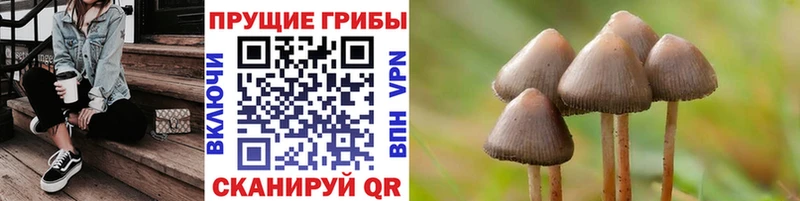 сколько стоит  Кингисепп  Псилоцибиновые грибы Psilocybine cubensis 